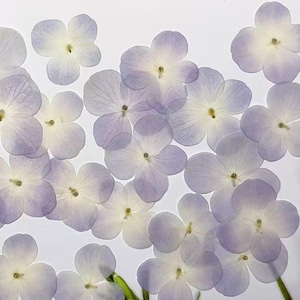 Peut inclure: Une collection de pétales de hortensia séchés dans des tons de violet clair et de blanc. Les pétales sont délicats et ont un aspect naturel et séché.