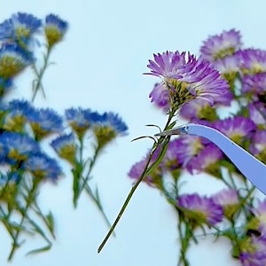 May include: A close-up of a purple flower being held by tweezers. The flower is surrounded by other purple and blue flowers.