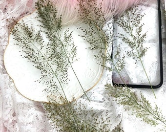 Erba pressata essiccata, 6 pezzi/confezione, foglie pressate di Eragrostis ferruginea, foglie verdi pressate, steli di fogliame a foglia piatta secca (8-13 cm)