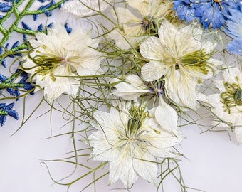 Puede incluir: Flores blancas secas con tallos verdes y flores azules en el fondo.