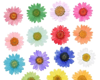 Chrysanthemum Pressed Flowers: Colorful Dried Flowers for Resin (Set of 12)