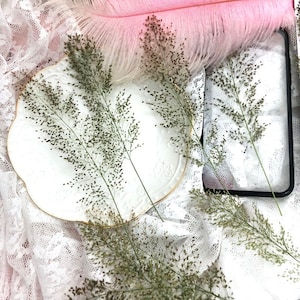 Getrocknetes gepresstes Gras, 6 Stück / Packung, Eragrostis ferruginea gepresste Blätter, gepresste grüne Blätter Blume Trocken Flachblattlaub Stängel (8-13 cm)