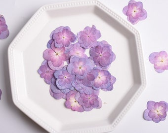 Pressed Purple Hydrangea Flowers: Dried Flat Flower Pack (12 PC) Pressed dry flowers