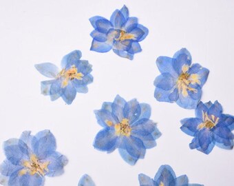 Real presionado Flores 10 Amarillo Lobelia ideal para elaboración de Tarjetas /& Floral Craft