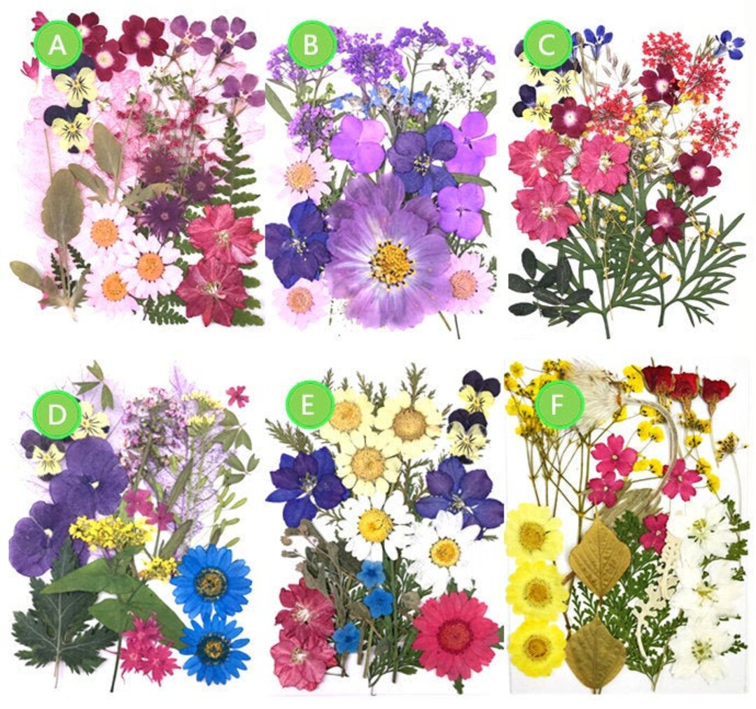 Dried Flowers Bulk Pressed Flower,a Pack of 1825 PCS Dried Flat Flower