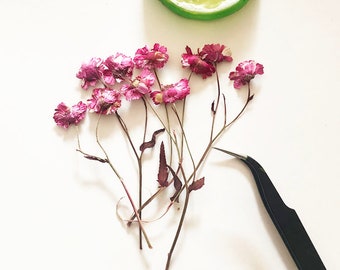 Pressed Chrysanthemum Flowers: Purple Red Dried Flat Flowers (12PCS/Set, 5-7cm)