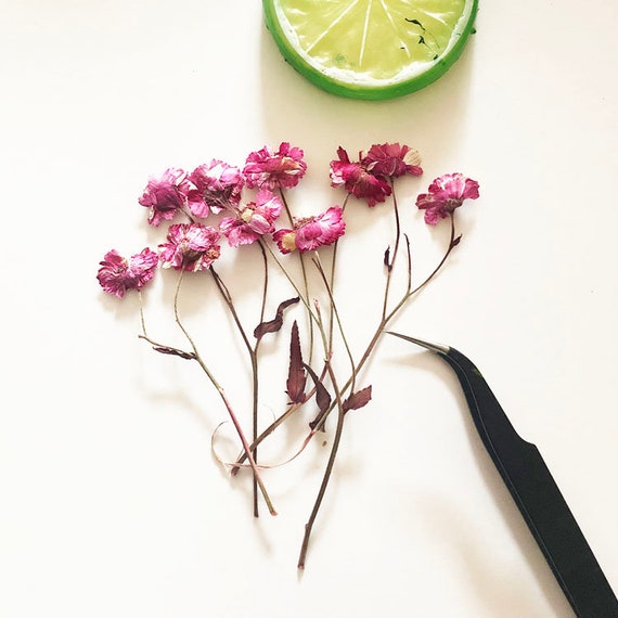 Pressed Chrysanthemum Flowers: Purple Red Dried Flat Flowers (12PCS/Set, 5-7cm)