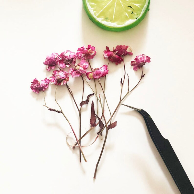 May include: Dried pink flowers with stems and leaves on a white background. The flowers are arranged in a cluster and are in various stages of drying.