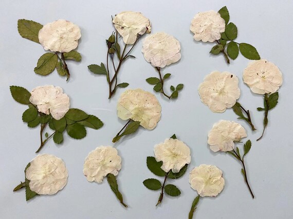 Dried Chinese Rose Flower DIY Decoration Natural Floral Collections 8PCS/lot