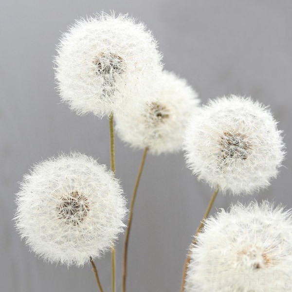 Natürliche Löwenzahn-Trockenblume, Löwenzahnblumen, getrocknete Blume, echte Löwenzahn-Trockenblumen, trockene Blume