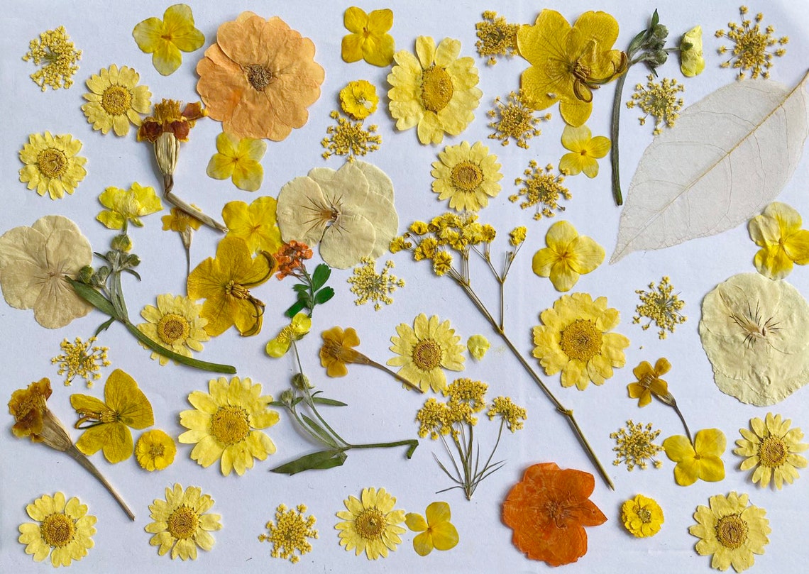 Pressed Flowersyellow Pressed Flowers 100 Pcsdried Pressed | Etsy