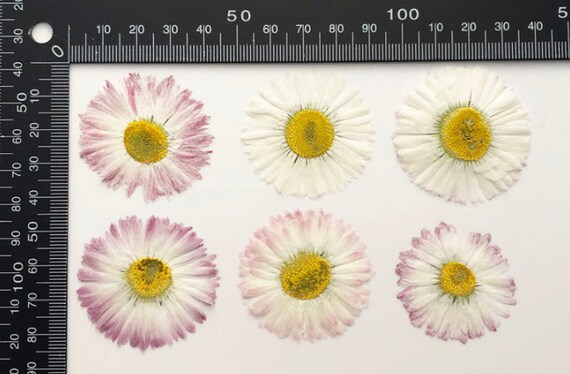 Pink Daisy Pressed Real Dried Flowers (6 pieces)