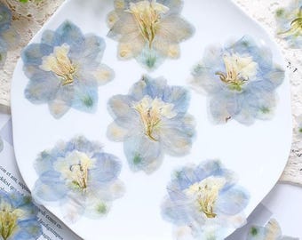 Flores prensadas azules y blancas: Flores secas naturales, 6 unidades