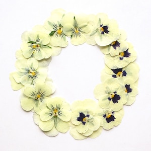 pantydropper × uncrowd Dry flower white PANTY DROPPER x CANVAS - 【Dry Flower】- YOLO / Holiday