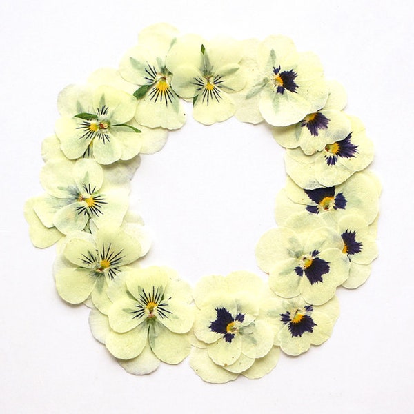 pressed flower,12 PCS/Pack,Light yellow dried flower, pressed flower,beige yellow Dried flower,Dry flower