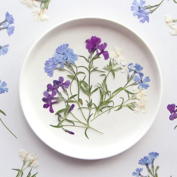 Pressed Dry Flower,Pressed Phlox 12 pcs/pack ,dried flower stem,Preserved flower blue purple white colour Real flat Dried Flat Wild flowers