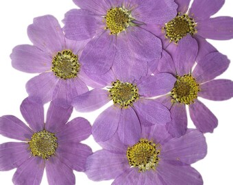May include: Close-up of several pressed purple flowers with yellow centers. The petals are a soft lavender hue, and the flowers are arranged against a white background. The image highlights the delicate texture and natural beauty of the dried blooms.