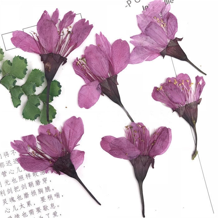 Cherry blossoms Dried Flowers A Pack of 12 PCS Real Dried Etsy