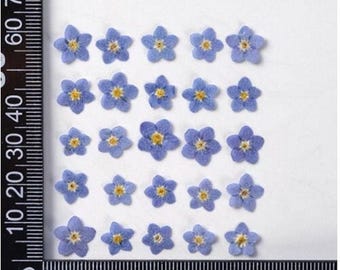 Set of 20 PCS,Pressed forget me nots,Blue forget me nots dried flower,Pressed Flat Flowers,dried flower petals,Small dried blue flowers