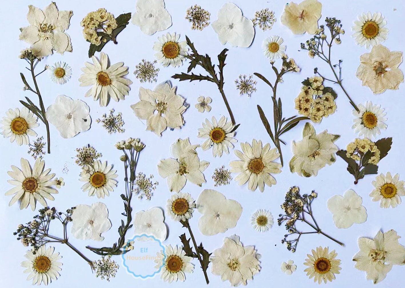 100 White Pressed Flowers: Dried Flat Wildflowers for Crafts