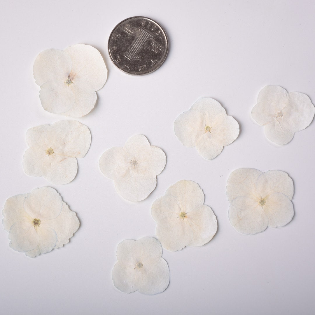 Pressed Flowerswhite Pressed Flowersset of 12 PCS Pressed - Etsy