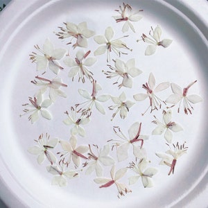May include: A collection of dried white flowers with pink centres, scattered on a white surface. The flowers have delicate petals and long, thin stems.