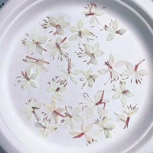 Pressed Flowers White Gaura,Beige Dried flower 12 PCS/Pack,Pressed Flower,Dry Flat Real Flower Preserved Wild Dried flower Natural Floral