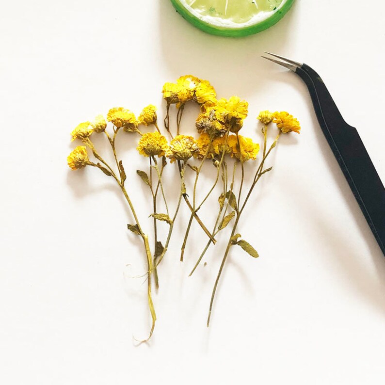 May include: A bunch of dried yellow flowers with green stems on a white background. The flowers are arranged in a loose cluster, and the stems are spread out.