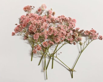 Wedding Flowers Invitaion,Set of 20 PCS Pink Baby's Breath Dried Pressed Flowers,Dried Real flat Flowers,Dry pink Flowers(6-8CM)