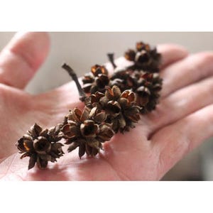 Plakjes gedroogde bloemen: decoratief geperst fruit, set van 10 inch