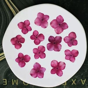 Pressed Flower,Hydrangea Pressed Flower,Set of 12PCS,Pressed dark rose red Dried Flower Real Pressed Flowers Preserved Flowers