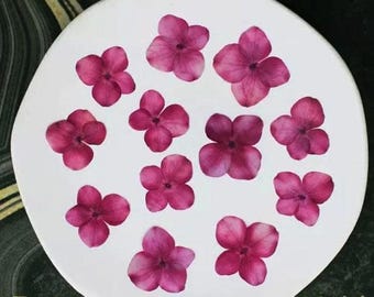 Pressed Flower,Hydrangea Pressed Flower,Set of 12PCS,Pressed dark rose red Dried Flower Real Pressed Flowers Preserved Flowers