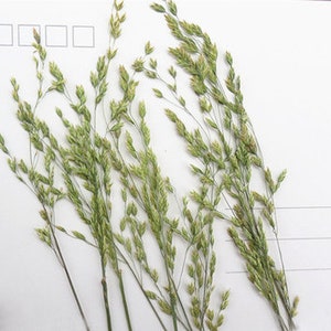 Pressed flowers grass for resin,A Pack of 12 PCS,Pressed Dried Assortment grass,Natural Dried grass Valentine gift