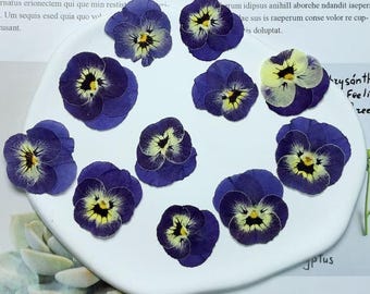 Pressed Blue Purple Pansy Flowers - 8 PCS Flat Dried Flowers