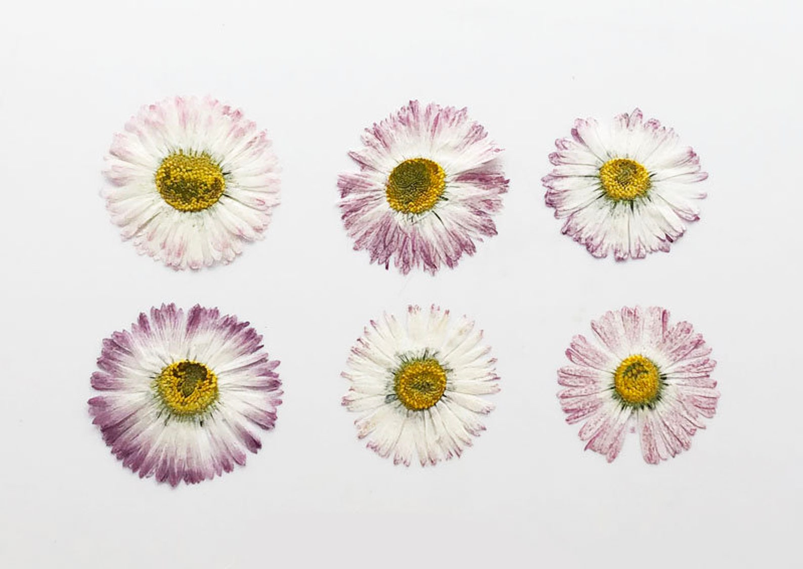 Pressed Daisy Flowersa Pack of 6 PCS Dried Pressed Etsy