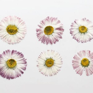 May include: Six dried daisies with white petals and yellow centers. The daisies have a light purple hue around the edges of the petals.