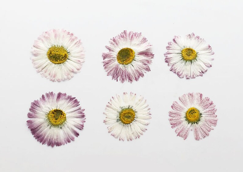 May include: Six dried daisies with white petals and yellow centers. The daisies have a light purple hue around the edges of the petals.