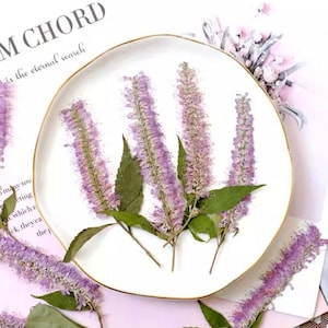 Purple Willow Pressed Flowers - 6 PCS - Wedding Invitation Embellishments
