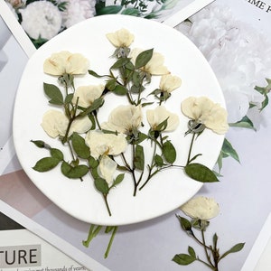 Pressed Flowers,rose white Pressed Flowers 6 PCS/Pack,Pressed Flower,Dry Flat Rice white rose Flower Stems Wild Dried flower Natural Floral