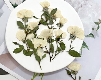 Pressed Flowers,rose white Pressed Flowers 6 PCS/Pack,Pressed Flower,Dry Flat Rice white rose Flower Stems Wild Dried flower Natural Floral