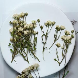 Gepresste Blumen, Rosenknospe weiße gepresste Blumen 6 Stück / Packung, trockener flacher Reis weiße Rose Blumenstielen Wild Getrocknete Blume Natural Floral
