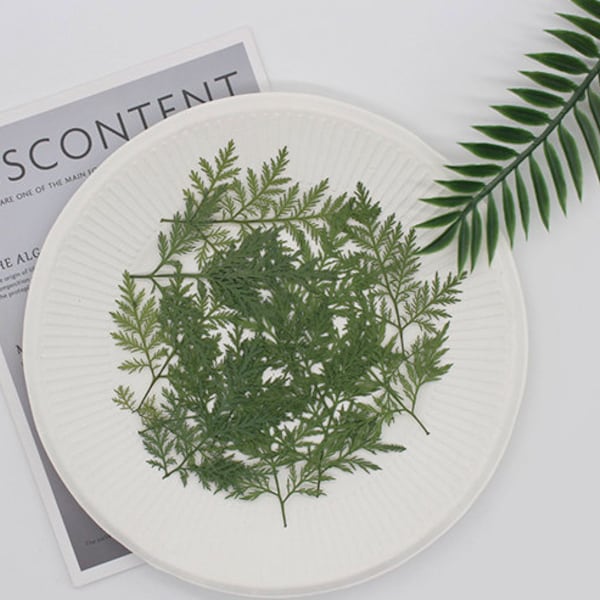 Pressed Artemisia Leaves, Dried Green Foliage, Flat Leaf Stems (10pcs/pack)