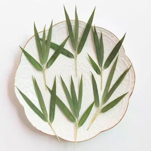 Eine Packung 10 Stück Pflanzen Dekor, Getrocknete Bambusblätter, Getrocknete Pflanzen Dekor, Gepresste Botanicals, Dorf Handwerk