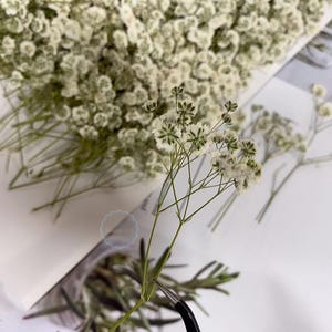 May include: A bunch of dried baby's breath flowers with white blossoms and green stems. The flowers are arranged on a white surface.