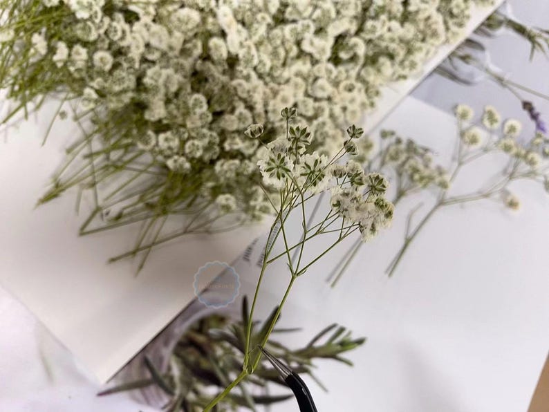 May include: A bunch of dried baby's breath flowers with white blossoms and green stems. The flowers are arranged on a white surface.