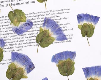 Pressed Blue Flowers: Natural Dried Floral, Morning Glory 6 PCS