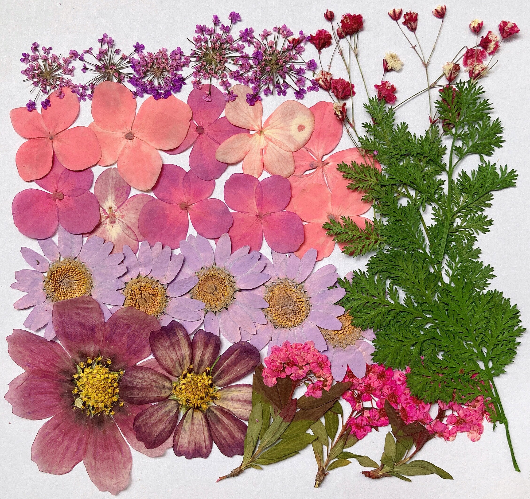35 Piece Pink & Purple Variety Dried Pressed Real Natural Flowers
