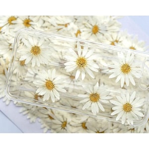 Prasowane białe stokrotki, duże stokrotki margerytki 6 szt./opakowanie, suszone kwiaty, suszone płaskie kwiaty polne (3-5 cm)