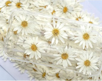 Pressed White Daisy,large Marguerite daisy 6 pcs/pack,Dry Flower Preserved White Daisies,Dried Flat Wild flowers（3-4cm)