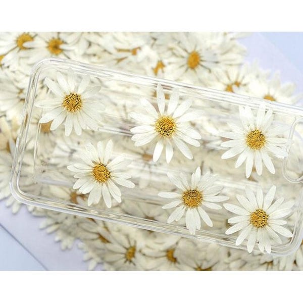 Pressed White Daisy,large Marguerite daisy 6 pcs/pack,Dry Flower Preserved White Daisies,Dried Flat Wild flowers（3-5cm)